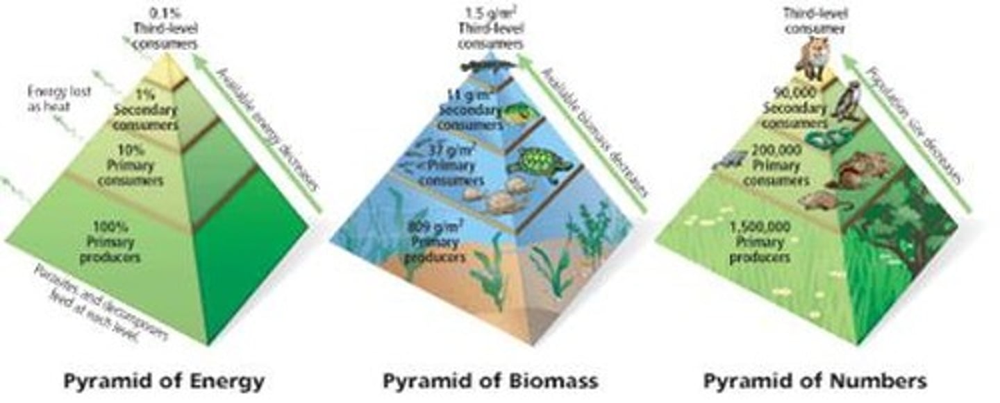 <p>As with trophic pyramids, the numbers and interactions can be represented in a variety of forms. Most typically these represent number of individuals, energy, or biomass</p>