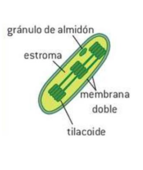 <p>Función: <mark data-color="purple">Llevar a cabo la fotosíntesis.</mark></p><ul><li><p>Membrana externa</p></li><li><p>membrana interna</p></li><li><p>Estroma (citoplasma)</p></li><li><p>Grana</p></li><li><p>Tilacoide</p></li><li><p>Granulo de almidón</p></li></ul>