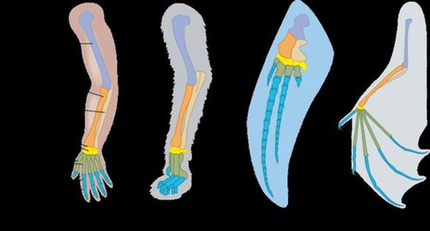 <p>Structures that are similar in different species due to shared ancestry.</p>