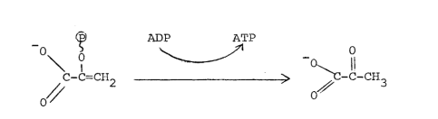a. The enzyme that catalyzes this reaction is pyruvate kinase