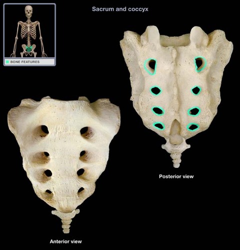 <p>holes down the sides of median sacral crest</p>