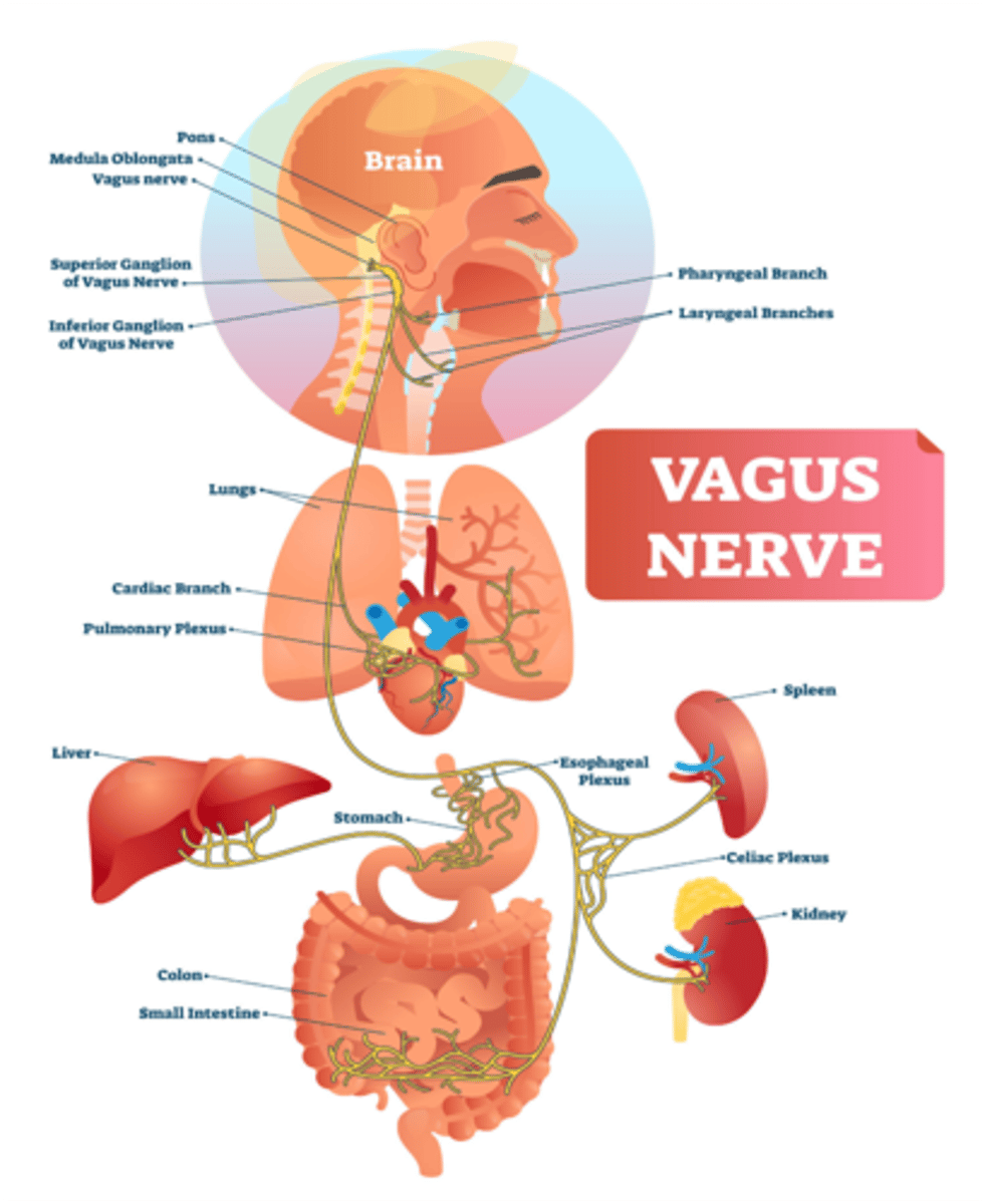 <p>Cranial Nerve X (Vagus nerve)</p>