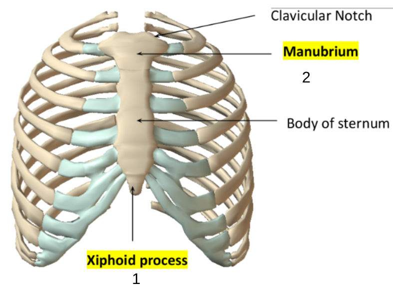 <p>Thoracic Cage</p>