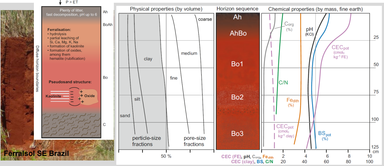 <ul><li><p><strong>Climate:</strong> hot, humid, high rainfall (P > ET)</p></li><li><p><strong>Main processes:</strong> <strong>intense chemical weathering</strong> (ferralisation), strong leaching</p></li><li><p><strong>Mineralogy:</strong> loss of bases &amp; silica → kaolinite + Fe/Al oxides (hematite → red color)</p></li><li><p><strong>Chemistry:</strong> low pH, very low base saturation, low nutrient reserves</p></li><li><p><strong>Organic matter:</strong> rapid decomposition → thin, fast-cycling OM</p></li><li><p><strong>Agriculture:</strong> naturally <strong>low fertility</strong>, productive only with strong management (fertilization, OM inputs)</p></li></ul><p></p>