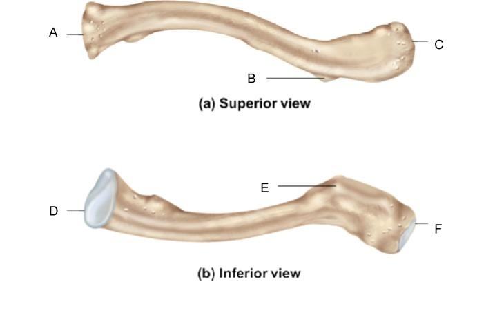 <p>Sternal end</p>