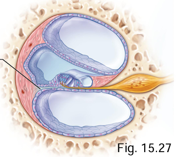 <p>Cochlear duct + scala tympani</p>