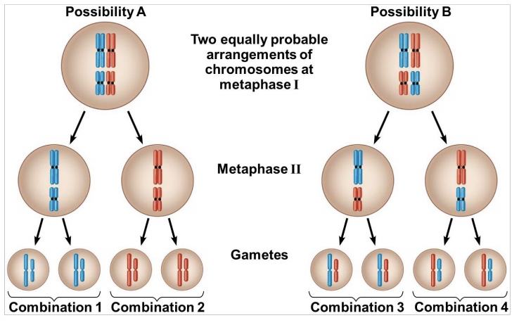* Random arrangements of chromosome pairs at  metaphase I of meiosis lead to many different  combinations of chromosomes in egg and sperm