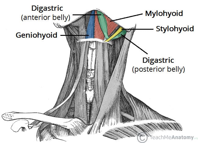 <p>a. Anterior belly of the digastric muscle</p>