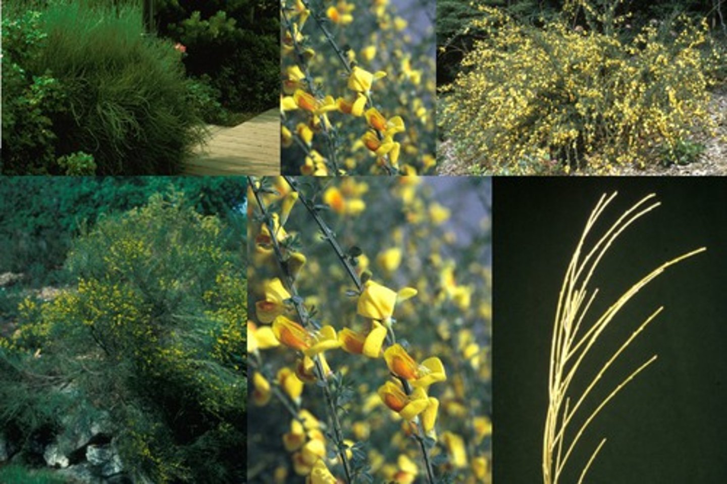 <p>Scotch Broom</p><p>Invasive shrub with bright yellow flowers, displaces native species, spreads rapidly along roadsides.</p><p>Bright but Invasive</p><p>- Introduced from Europe to stabilize slopes and decorate gardens—now a major invasive plant in BC.</p><p>- Yellow flowers bloom in early spring.</p><p>- So many seed pods on each plant which burst open and scatter seeds (sometime up to several metres). They spread rapidly.</p><p>- Seeds can remain viable in soil for decades</p><p>Ecological Impact</p><p>- They spread rapidly in dry, disturbed areas, especially roadsides, clearcuts, and grasslands and outcompete native plants</p><p>- Creates dense thickets that reduce biodiversity and make habitat unsuitable for many native animals and plants.</p>