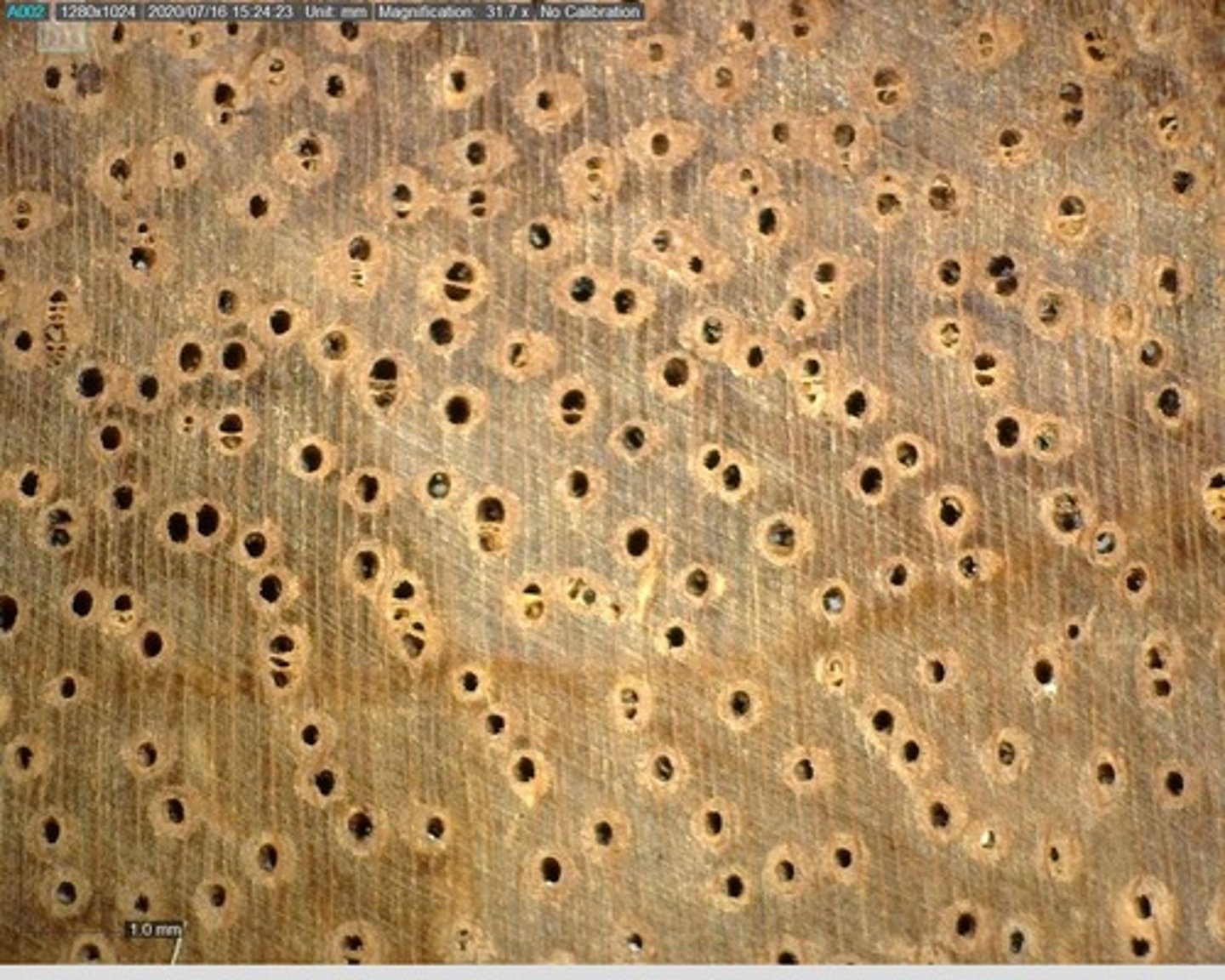 <p>With very thick vasicentric parenchyma ; pores are mod . Large .</p>