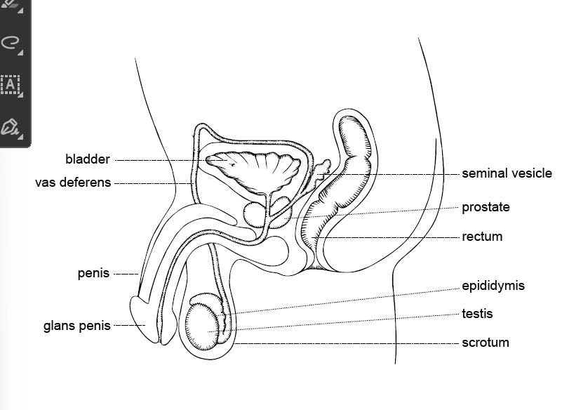 <p>sperm(at)-o</p>