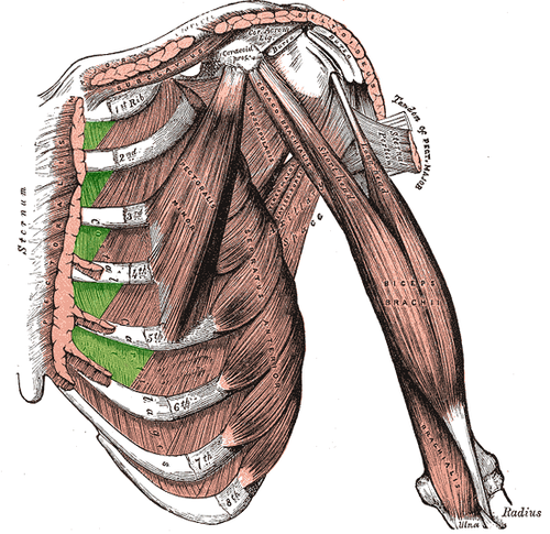 <p>Internal Intercostals – Action</p>