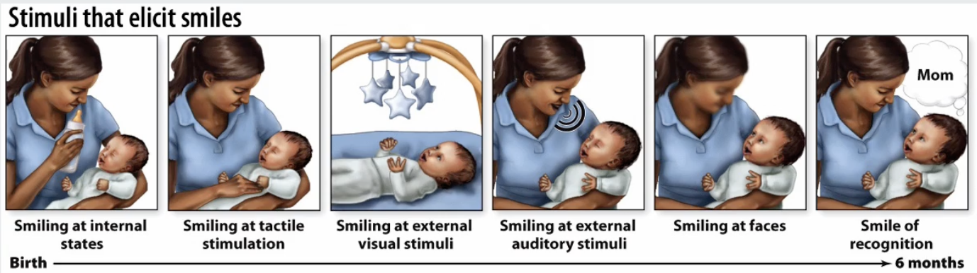 <ul><li><p><strong>Basis of social interaction:</strong> smiling</p></li><li><p><strong>Development:</strong></p><ul><li><p><strong>Newborns: </strong>Simlining at internal states</p></li><li><p><strong>First few months: </strong></p><ul><li><p>Smiling at tactile stimulation (e.g rocking)</p></li><li><p>Smiling at external visual stimuli</p><p>Smiling at external auditory stimuli </p><p>Smiling at faces</p></li></ul></li><li><p><strong>6 months: </strong>Smile of recognition</p></li></ul></li></ul><p></p>