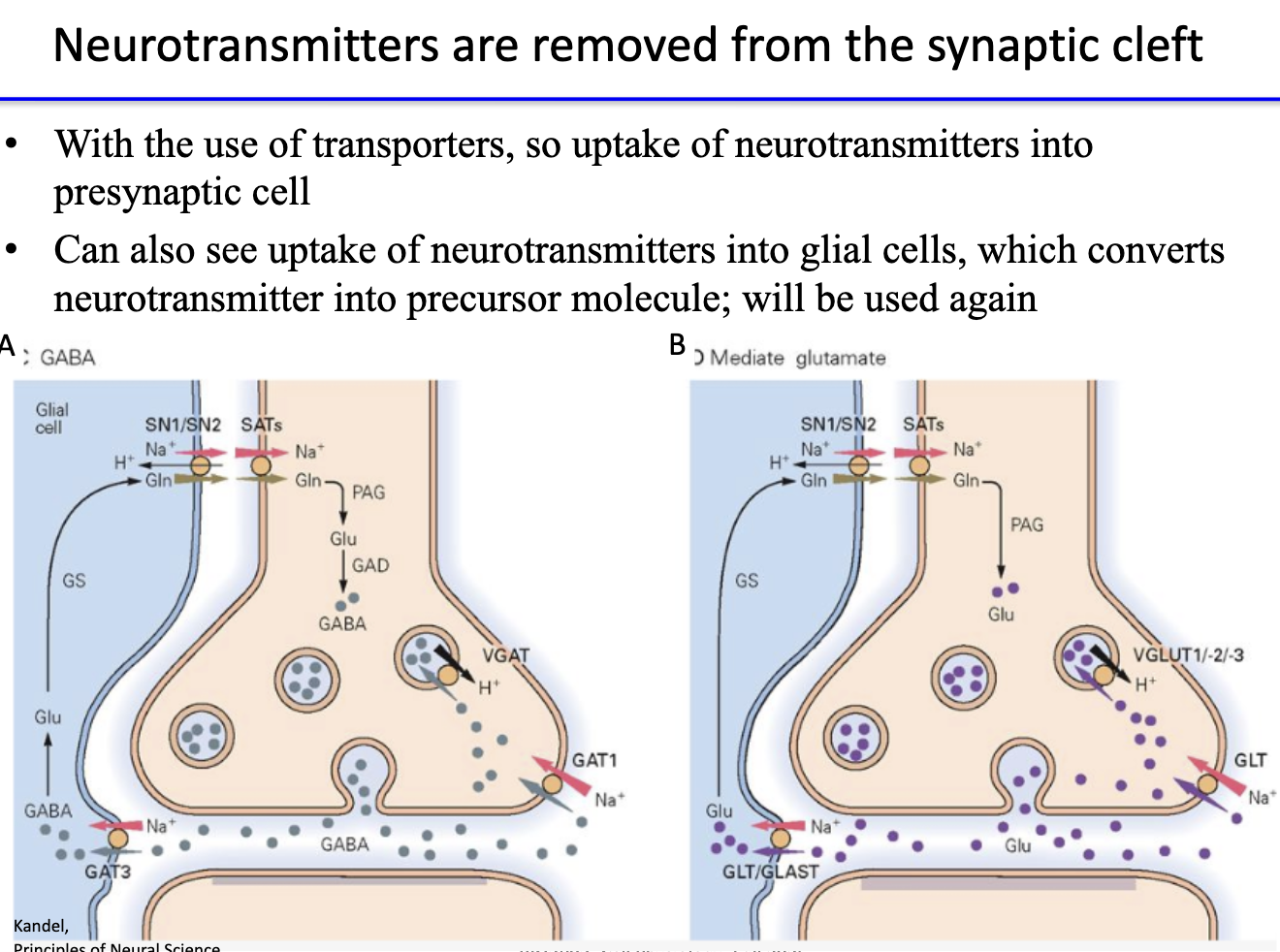<ul><li><p><strong>Reuptake:</strong> transporters move neurotransmitters back into <strong>presynaptic terminal</strong>.</p></li><li><p><strong>Glial uptake:</strong> glial cells absorb transmitter → convert to <strong>precursor form</strong> for reuse.</p></li><li><p>Ensures <strong>signal termination</strong> and <strong>recycling</strong> of neurotransmitters.</p></li></ul><p></p>