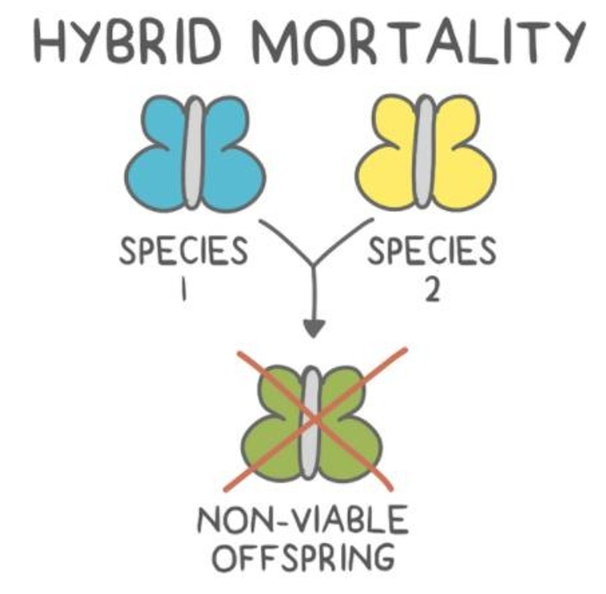 <p>Hybrid mortality occurs because different species tend to have a different number of chromosomes, which do not pair correctly.</p>