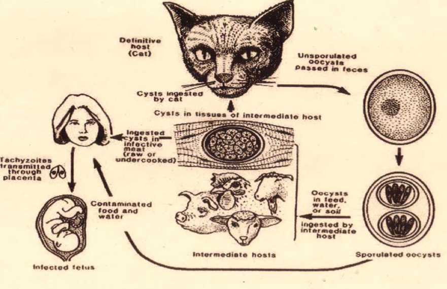 <p>Life cycle?</p>