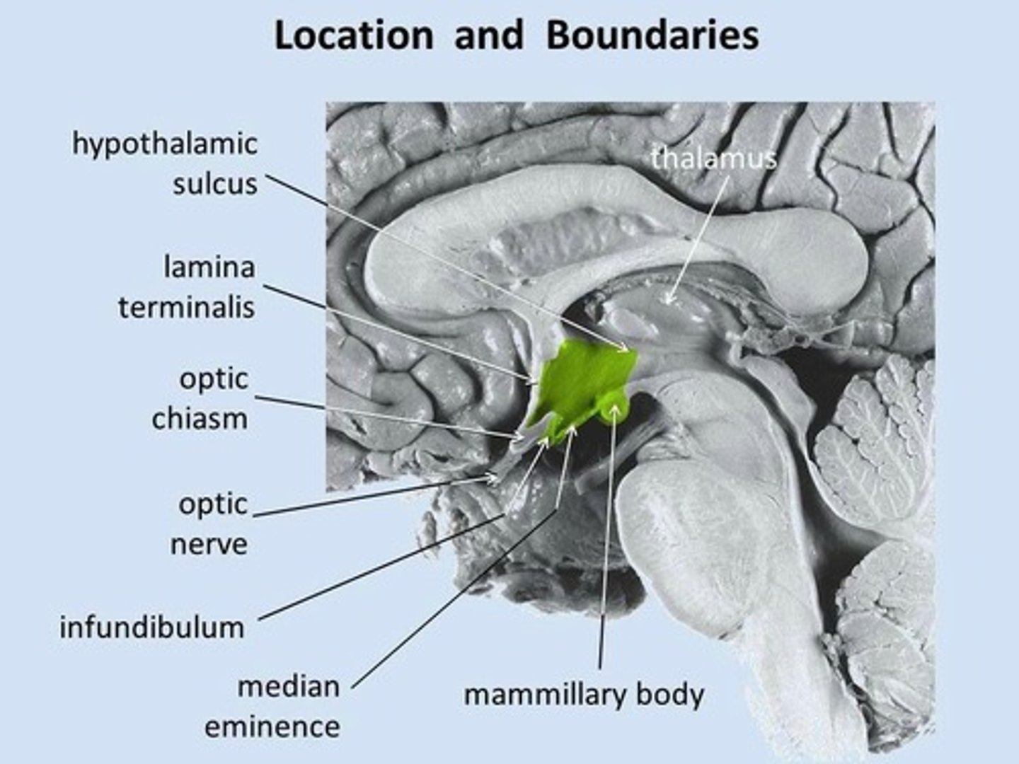 <p>Immediately below the thalamus.</p>