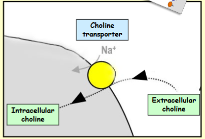 <p>Step 1: Neuron takes up transmitter precursor (choline uptake by cholinergic neuron)</p>