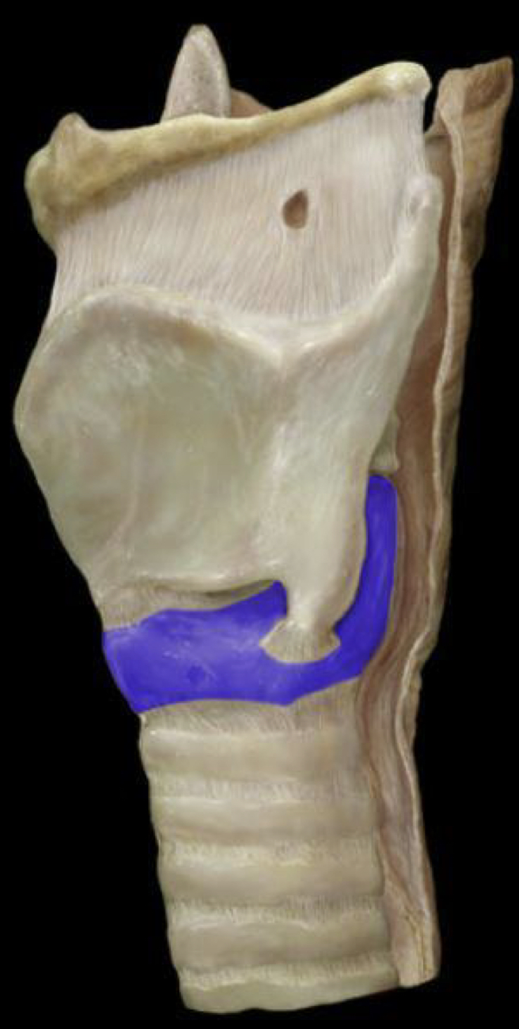 What structure is highlighted in blue?