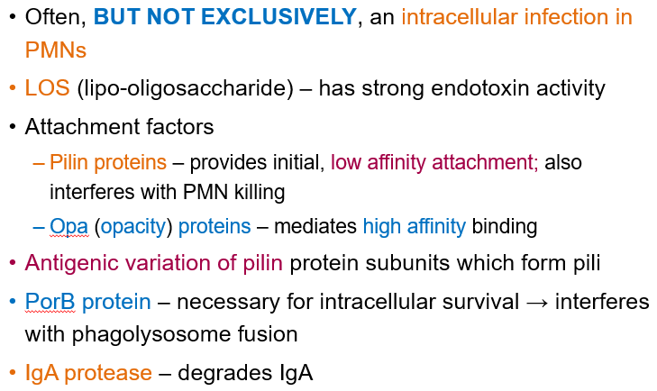 <ul><li><p><strong>Intracellular infection</strong> in polymorphonuclear leukocytes (PMNs).</p></li><li><p><strong>LOS (lipo-oligosaccharide)</strong> acts as an endotoxin.</p></li><li><p><strong>Pilin proteins</strong> help with attachment but interfere with immune response.</p></li><li><p><strong>IgA protease</strong> breaks down IgA, reducing mucosal immunity.</p></li><li><p><strong>Antigenic variation</strong> in pili allows immune evasion.</p></li></ul><p></p>