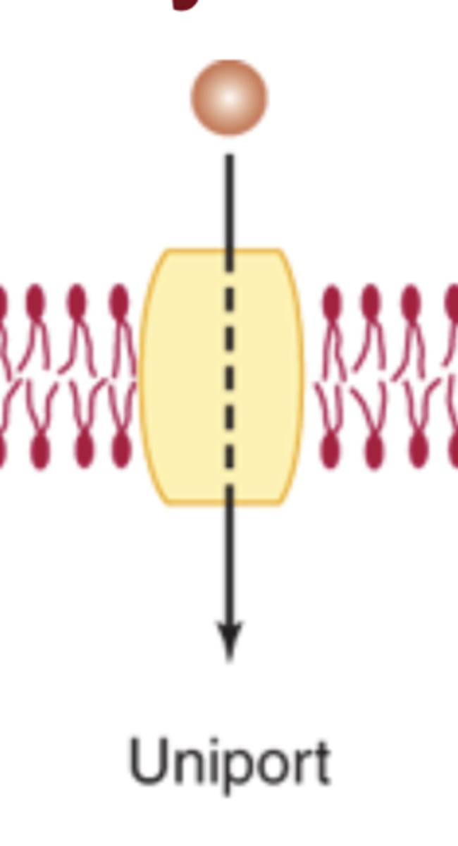 <p>Moves one solute in one direction</p>