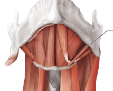 <p>thin strand above the posterior belly</p>