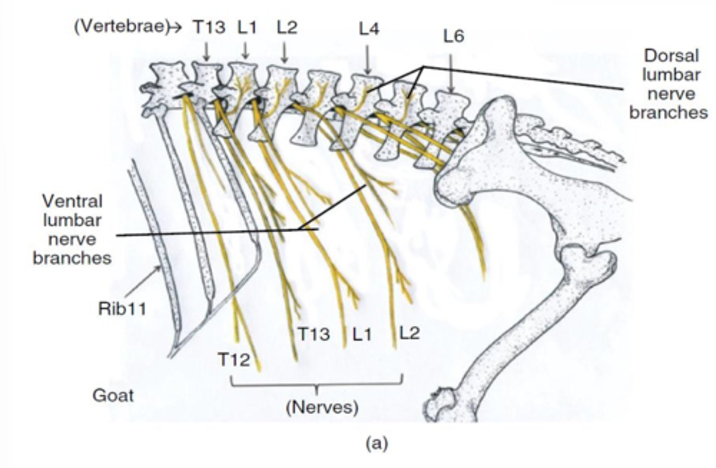 <p>Bovine nerves of paralumbar fossa:</p><p>L3</p>