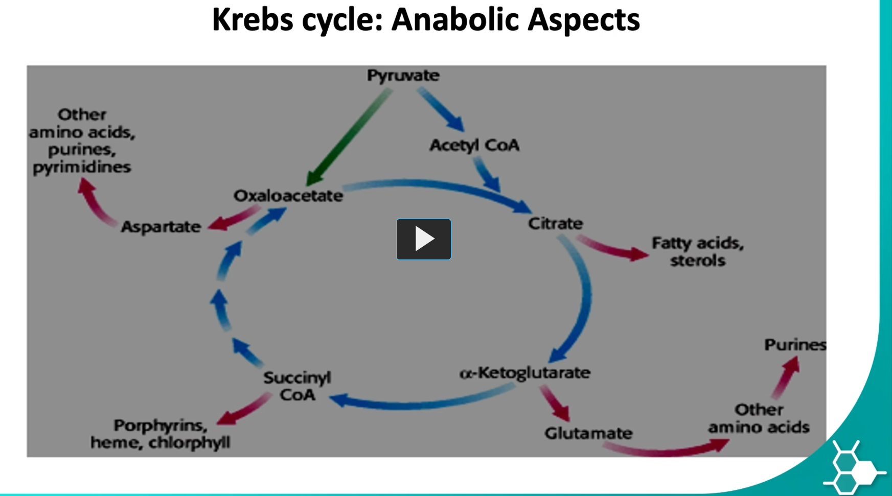 <p><u>anabolic aspect of the Kreb’s cycle </u></p><p>-<strong>the Krebs cycle is not only for energy (catabolism), it also supplies building blocks for biosynthesis (anabolism).</strong> This is why the cycle is often called an <strong>amphibolic (anabolic and catabolic) pathway</strong>.</p><p>the <strong>anabolic aspect of the kreb’s cycle</strong> means that the <strong>metabolites generated</strong> can also be <strong>precursors </strong>to other molecules like<strong> succinyl-CoA</strong>, can form heme or purines, alpha ketoglutarate can form glutamate, citrate to fatty acids, oxaloacetate to aspartate and then to amino acids.</p><p>as you can see, in this cycle, an H of the products.</p>