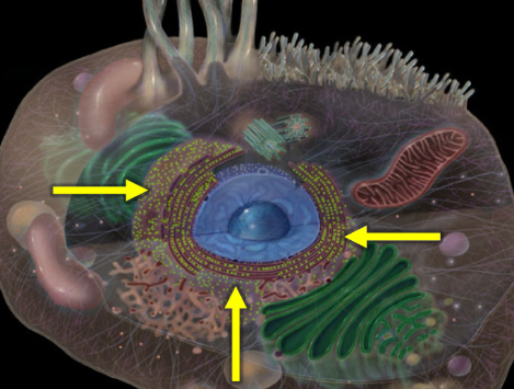 <p>Ribosomes that are attached to the endoplasmic reticulum (ER) and are involved in the synthesis of proteins that are either secreted from the cell or incorporated into the cell's plasma membrane. </p>