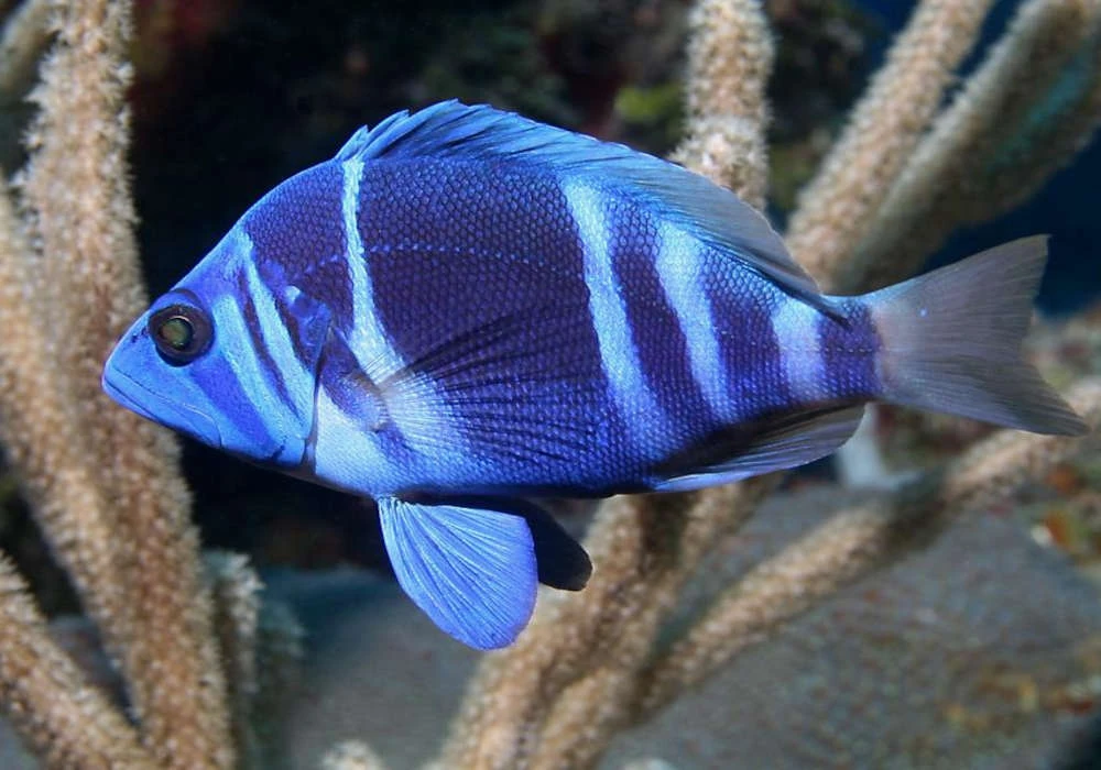 <p>The head and body have alternating deep blue and white bars</p><p>widest bar below the spiny dorsal fin</p><p>The dorsal fin is broad and rounded</p><p>Pelvic fins are blue ot pale blue</p><p>body is relatviely deep and compressed</p><p></p>