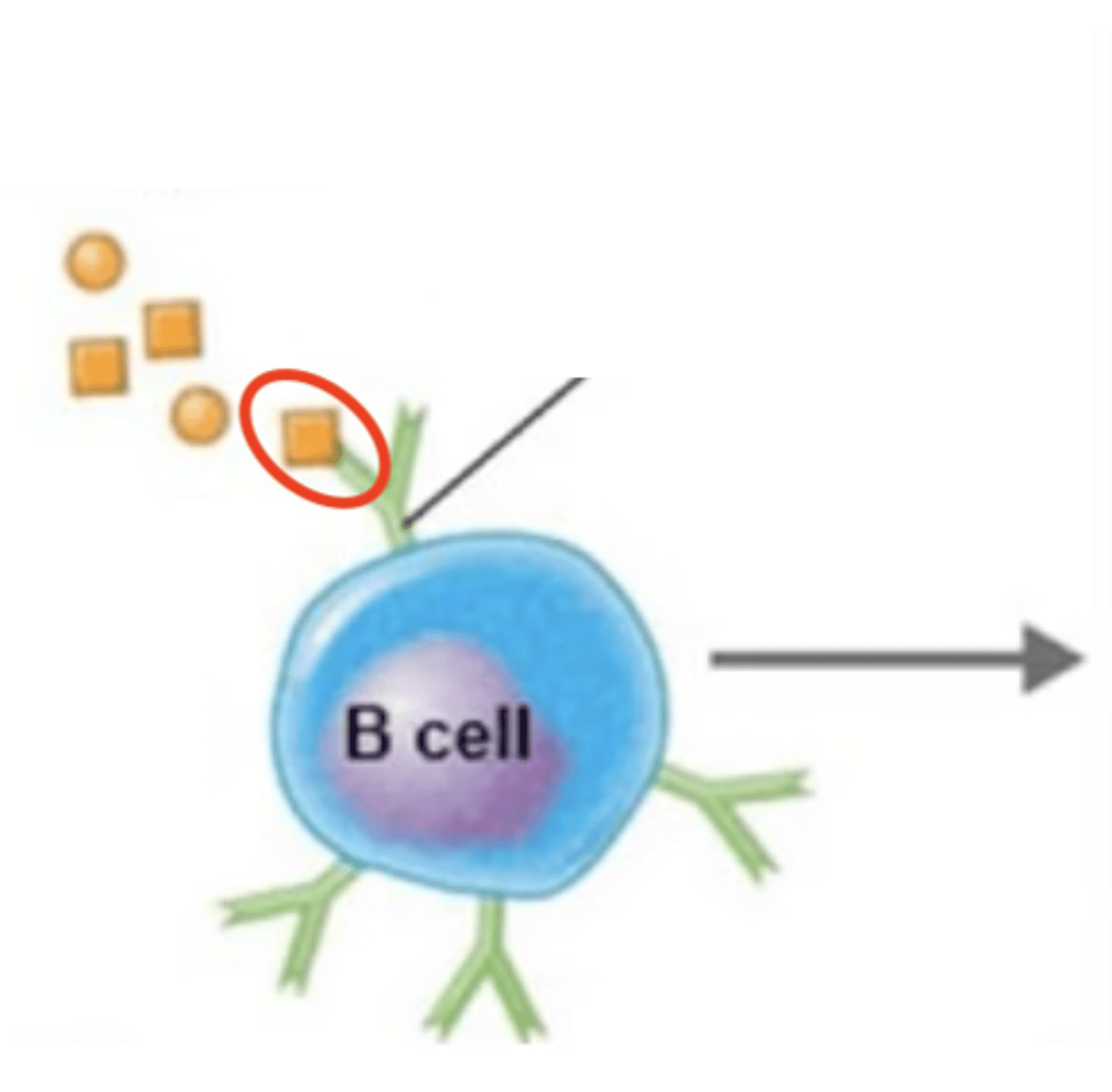 <p>B cell activation against T-dependent antigen</p><p>Fill in the blank:</p><p>1.</p><p>2. Extracellular antigen enters B cell via endocytosis.</p><p>3. Intracellular antigen is digested into antigen fragments = processed antigen.</p><p>4. MHC-II receptor binds to processed antigen = antigen-MHC-II complex.</p><p>5. Antigen-MHC-II complex moves to surface of B cell.</p><p>6. MHC-II complex displays processed antigen to Th2 cell.</p><p>7. TCR of Th2 binds to processed antigen.</p><p>8. CD4 receptor on Th2 binds to MHC-II receptor.</p><p>9. Th2 releases cytokines.</p><p>10. Cytokines activate B cell.</p><p>11. B cell proliferates and differentiates into either plasma cells or memory B cells.</p>