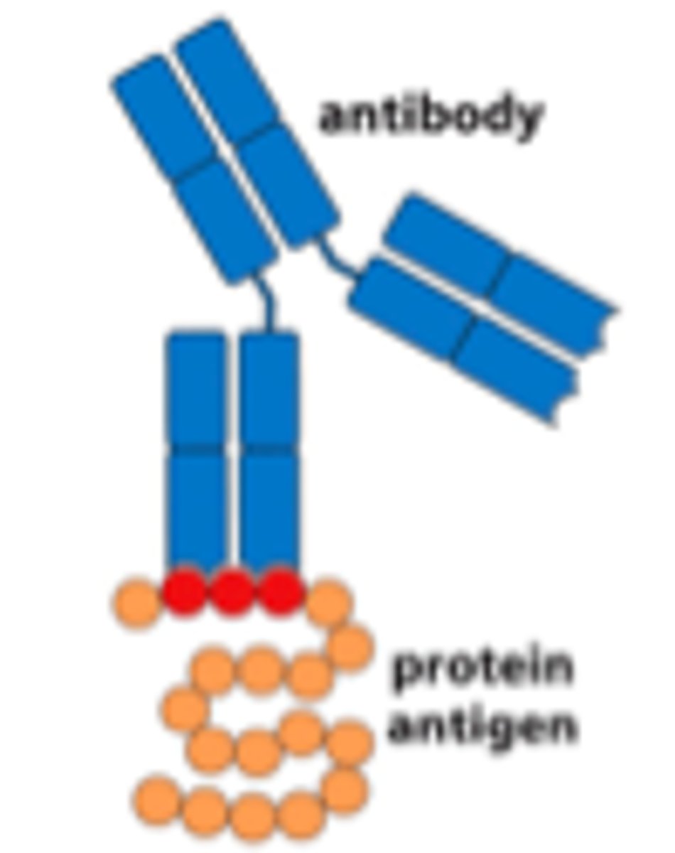 <p>Sequential amino acid residues along a polypeptide chain.<br>-External epitopes recognized by B-cells<br>-Internal linear peptides presented to T-cells by APCs</p>