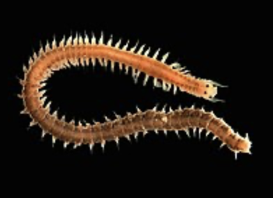 <ul><li><p>phylum annelida </p></li><li><p>developed head </p></li><li><p>parapodia </p></li></ul><p></p>