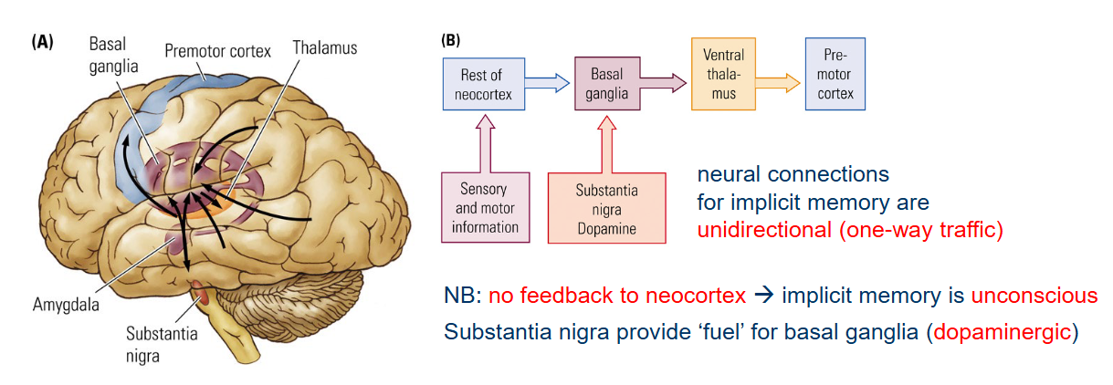 <p><span style="color: red">One-way traffic</span>.</p><ul><li><p>NB: <span style="color: red"><u>no</u> feedback to neocortex</span> → implicit memory is <span style="color: red">unconscious</span>.</p><ul><li><p>Substantia nigra provide ‘fuel’ for basal ganglia (<span style="color: red">dopaminergic</span>).</p></li></ul></li></ul><p></p>