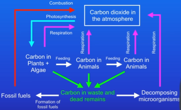 <ol><li><p>Photosynthesis (is the only way that) brings carbon into the cycle</p><ul><li><p>cycle always starts with CO2 in the atmosphere</p></li></ul></li><li><p>Aerobic respiration returns carbon back to the atmosphere</p><ul><li><p>every living organism carries out respiration</p></li></ul></li></ol>