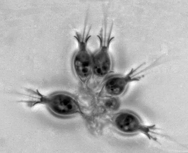 <p>Amoebazoans and choanoflagellates.</p>