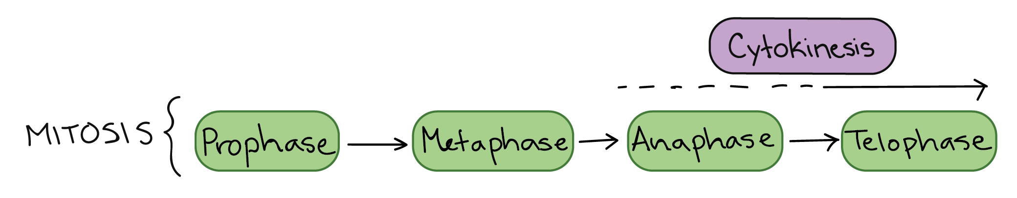 <p>What are the phases of mitosis?</p>