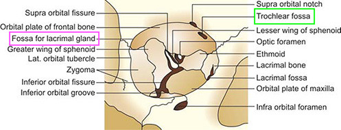 True or false: The fovea trochlearis is located more medially, and the fossa for the lacrimal gland is temporal.