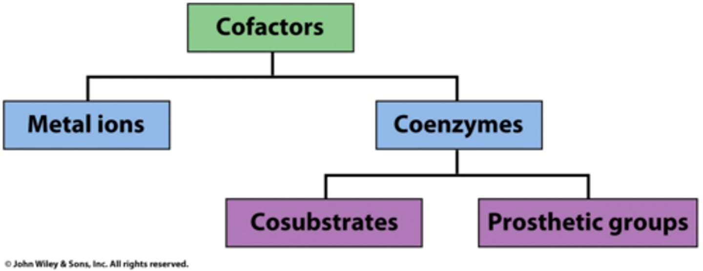 <p>- <span class="bgP">Permenantly bound</span> to enzyme</p><p>- <span class="bgP">Zn2+</span> is a prosthetic group in <span class="bgP">carbonic anhydrase</span></p>