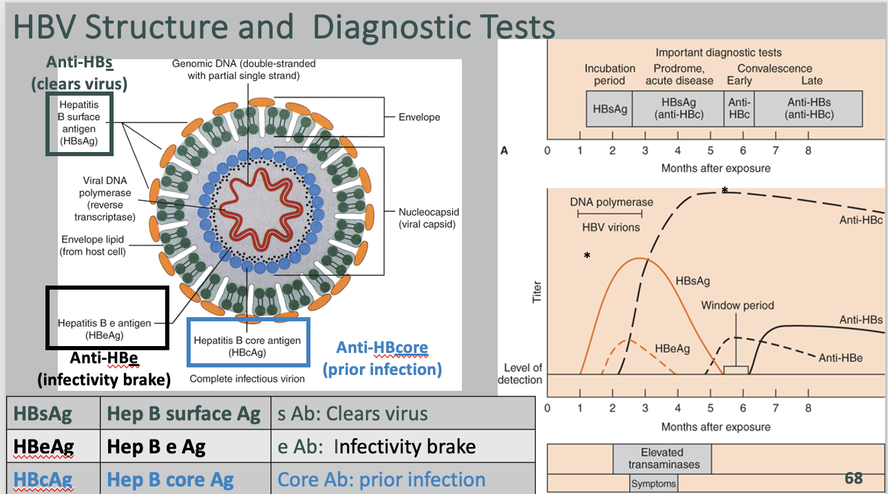 <p><strong>HBsAg</strong><span> (Hepatitis B surface antigen): This is a protein present on the surface of the Hepatitis B virus. It is the earliest marker to appear in the blood after infection and can be detected during acute or chronic HBV infection. Detection of HBsAg indicates active HBV infection.</span></p><p><strong>HBeAg</strong><span> (Hepatitis Be antigen): This is a marker of active viral replication. Its presence indicates that the virus is actively replicating in the liver and the patient is highly infectious.</span></p><p><strong>HBcAg</strong><span> (Hepatitis B core antigen): This antigen is part of the Hepatitis B core and is not detectable in the blood. However, detection of antibodies against HBcAg (HBcAb) indicates prior exposure to the virus, whether acute or chronic, and does not confer immunity.</span></p>