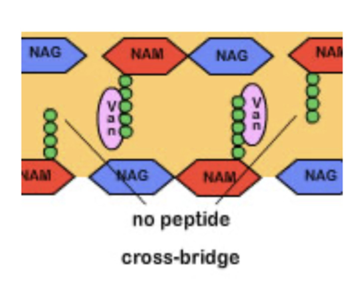 <p>Cell-wall inhibitors that treat resistant Gram (+) organisms</p><p>MOA:</p><p>Block cross-linking of pentapeptides and prevent cell wall synthesis</p><p>Bactericidal</p><p>Drug: vancomycin</p>