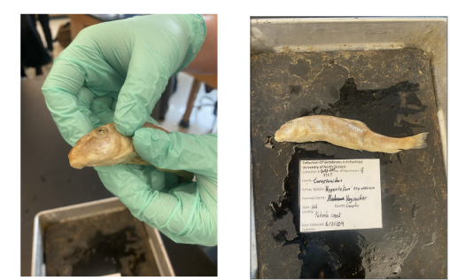 <p>What is the species and common name of this vertebrate in Order Cypriniformes and Family Catostomidae (Suckers) </p>