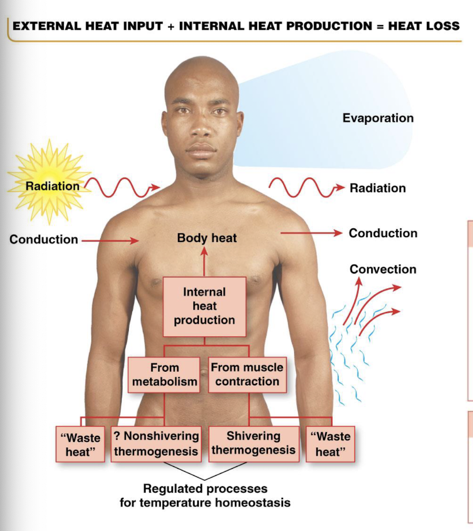 <ul><li><p>vasodilation of cutaneous blood vessels</p></li><li><p>increased sweating</p></li><li><p>behavioral responses</p><ul><li><p>use of fans to increase convective heat loss</p></li><li><p>immersion in water to increase conductive heat loss</p></li><li><p>staying out of the sun to prevent radiant heat gain</p></li><li><p>removing clothes</p></li></ul></li></ul><p></p>
