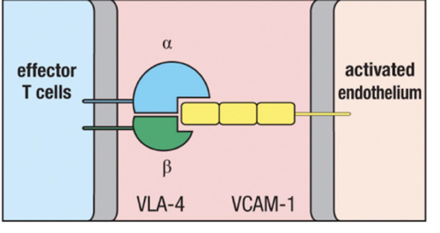<p>expressed on endothelium of blood vessels in inflamed tissue</p><p>Recruits T cells from the blood by binding with VLA-4</p>
