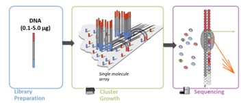 <p>Generated by ligating sequence specific adaptors</p><p>Individual molecules made into clusters by bridge amplification</p><p>400 million 300 bp reads (short)</p><p>Total Output: 120 Gb</p><p>Highly accurate (&gt;99.9%)</p>