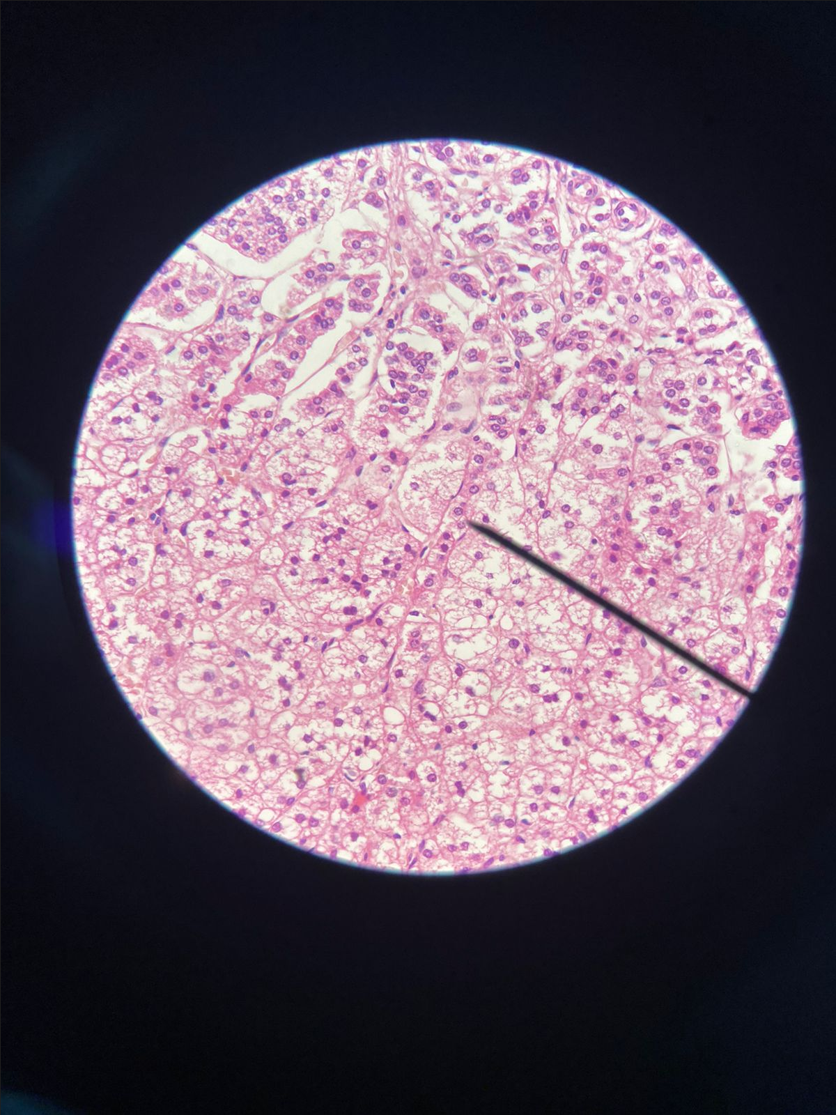 Célula