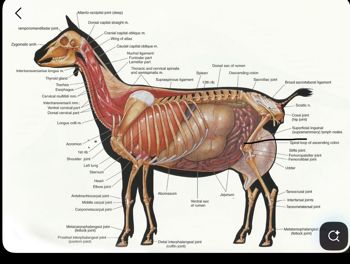 knowt flashcard image