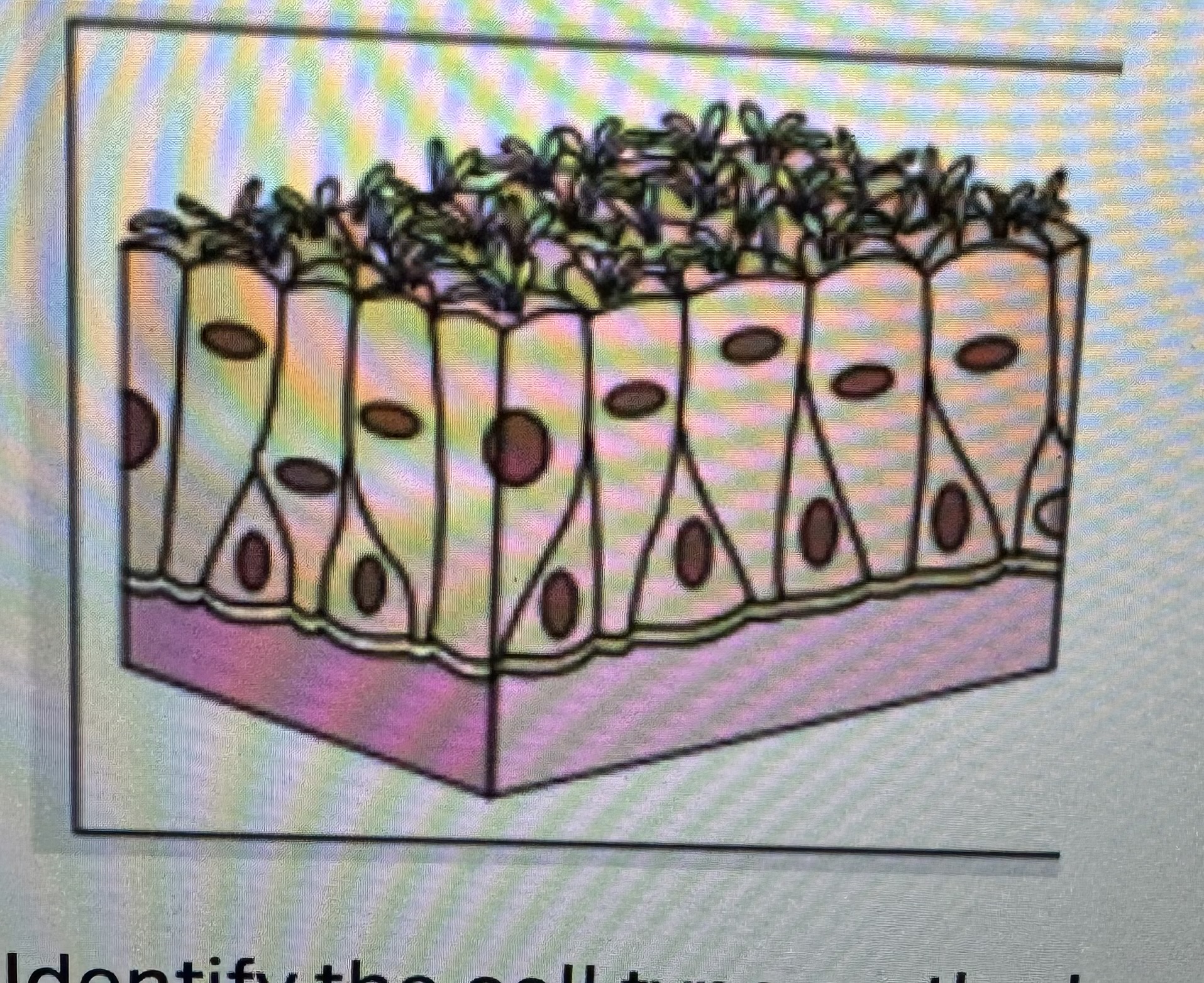 <p>Label identify classify cell type </p>