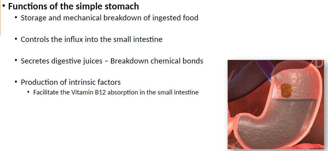 <p><strong>Functions</strong>:<br> Storage and mechanical breakdown of ingested food<br> Controls influx of food into the small intestine<br> Secretes digestive juices to break chemical bonds in food<br> Produces intrinsic factor, which facilitates Vitamin B12 absorption in the small intestine</p>