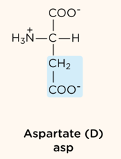 <p>negatively charged R group</p>